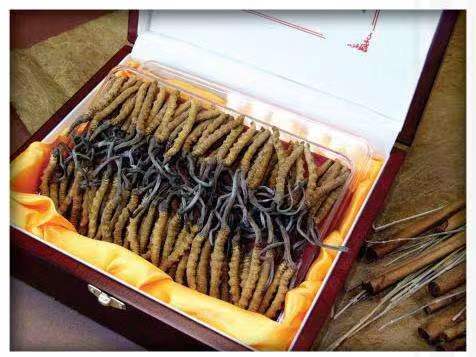 都江堰冬虫夏草回收